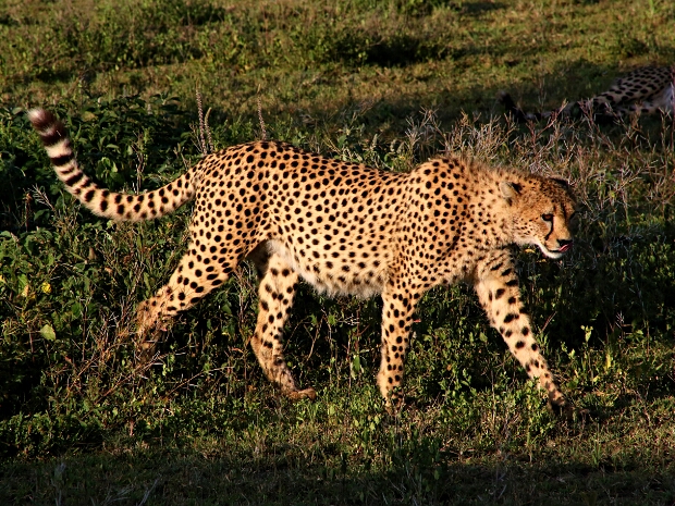 Gepardi